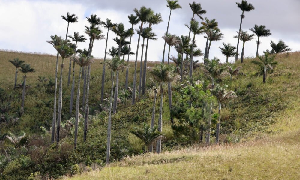 Appel à projets CEPF 2026 pour la biodiversité ouest-africaine