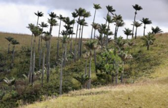Appel à projets CEPF 2026 pour la biodiversité ouest-africaine