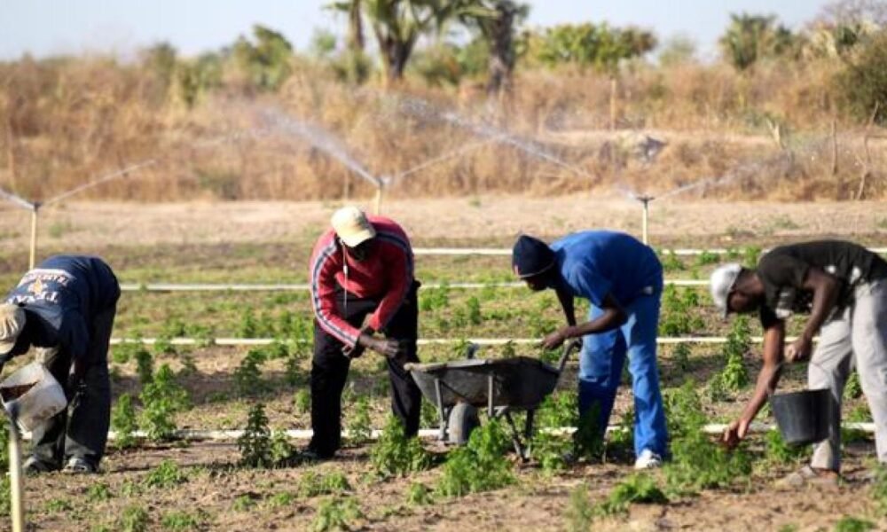 Appel à projets GAFSP 2026 pour l’agriculture et la sécurité alimentaire