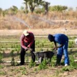 Appel à projets GAFSP 2026 pour l’agriculture et la sécurité alimentaire
