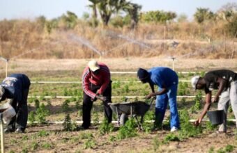 Appel à projets GAFSP 2026 pour l’agriculture et la sécurité alimentaire